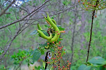 Foliage, fruit, and Baizongia pistaciae galls, Valencia y Cuenca, Spain