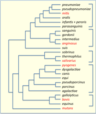 Phylogenetic tree of Streptococcus species, based on data from PATRIC.[27] 16S groups are indicated by brackets and their key members are highlighted in red.