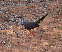 Langnæbbet Drosselrikse (Monias benschi)