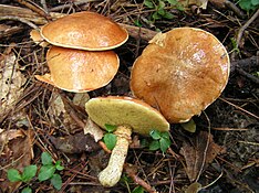 Suillus acidus 56776.jpg