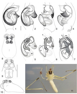 Sumakuru bigal holotype images.png