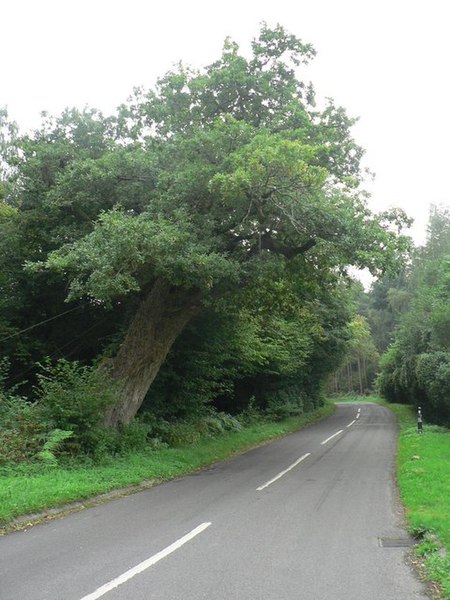 File:Sutton Holms, the Remedy Oak - geograph.org.uk - 944462.jpg