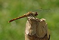 Sympetrum sanguineum (junges Weibchen)