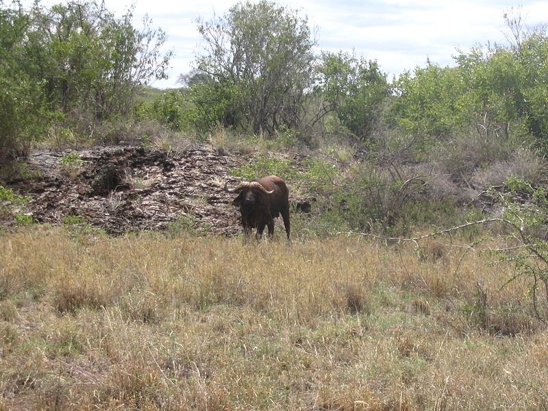 File:Syncerus caffer individual in Tsavo West National Park.jpg