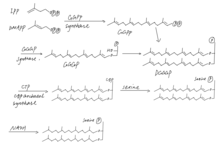 Synthesis of archaeol-based phospholipid in archaea. The isoprenoid side chains come from IPP and DMAPP, which are synthesized via alternate MVA pathways. Synthesis phospholipid.png