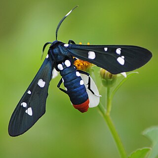 <i>Syntomeida epilais</i> Species of moth