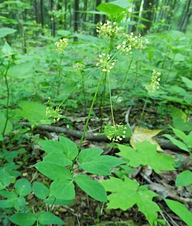 <i>Taenidia integerrima</i> species of plant