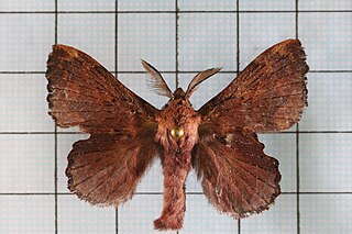 <i>Takanea excisa</i> Species of moth