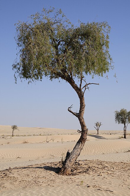 Tamarind trees in Rub al Khali - in fact, not all of it is empty desert