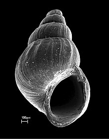 A scanning electron microscopic image of an apertural view of a newborn shell of Tarebia granifera. Tarebia granifera shell 2.jpg