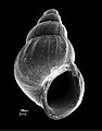 May 30: Scanning electron microscopic image of the shell of a Tarebia granifera snail.
