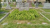 Tall rectangular grey granite marker inscribed with the family name, with ferns growing at the bottom, and four individual grave markers in the foreground