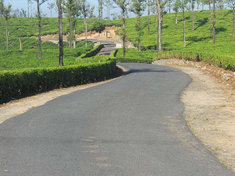 File:Tea garden road at TopSlip.jpeg