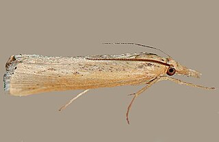 <i>Tehama</i> (moth) Genus of moths