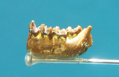 Fossilized mandible of the Eocene primate Teilhardina Teilhardina fossil cropped.png