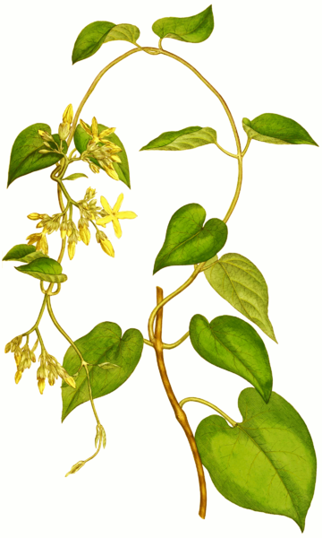 File:Telosma cordata SmSo.png