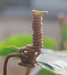 Tendril of a common climbing plant Tendril of climbing plant.jpg