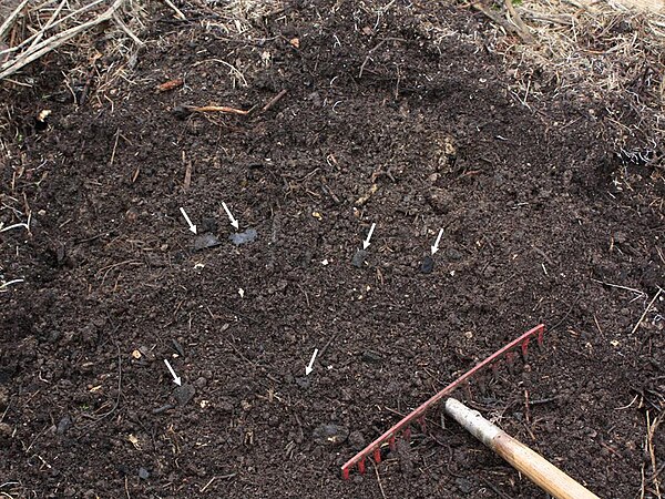 Homemade terra preta, with charcoal pieces indicated by white arrows