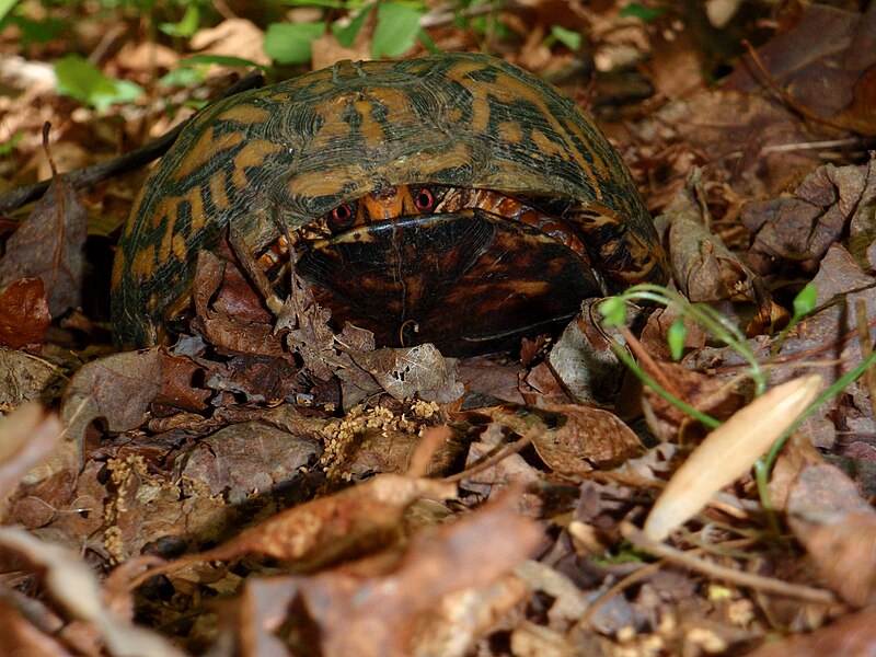 File:Terrapene carolina hiding 2.JPG