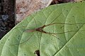 * Nomination Tetragnatha sp --Vengolis 02:47, 24 September 2016 (UTC) * Promotion Good quality. --Johann Jaritz 02:55, 24 September 2016 (UTC)