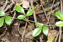 Tetrastigma nitens watagans.jpg 