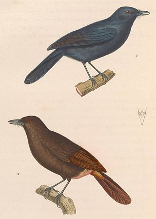 <i>Thamnomanes</i> Genus of birds