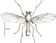 Thaumalea testacea dewasa (dari Walker).png