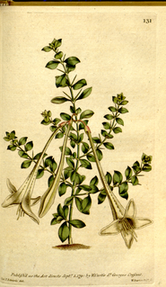 <i>Catesbaea</i> Genus of plants