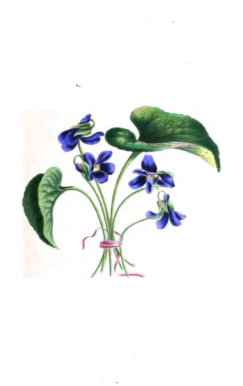 Фиалка Ботаническая иллюстрация