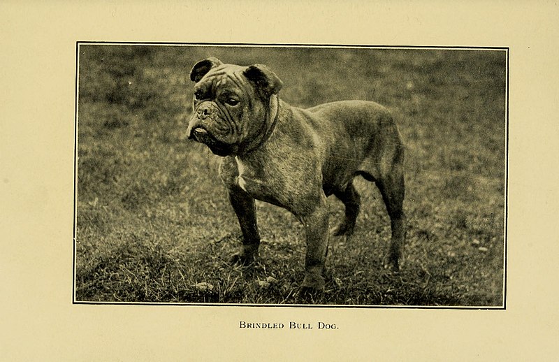 File:The dog in health, accident, and disease (6959853210).jpg