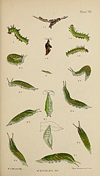 Figs 2 larva after 1st moult 2a, 2b, 2c larva after 4th moult 2d, 2e, 2f, 2g, 2h, 2i after 5th moult in different positions 2j pupa front view and side view The larvae of the British butterflies and moths BHL41107801.jpg