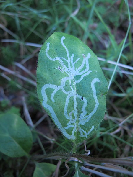 File:The leaf mine of Chromatomyia aprilina on Lonicera periclymenum.JPG