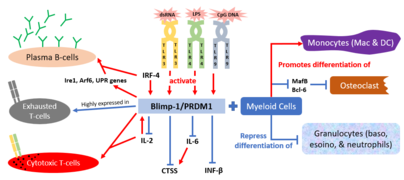 The regulatory role of BLIMP-1 on immunocytokines and hematopoietic cells.png