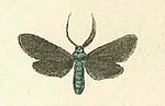 Theresimima ampellophaga – Specimen