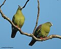Thick-billed Green Pigeon Treron curvirostra (Gmelin, 1789) (16168662209).jpg