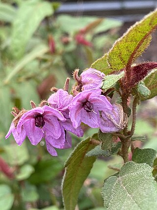 <i>Thomasia paniculata</i> Species of shrub