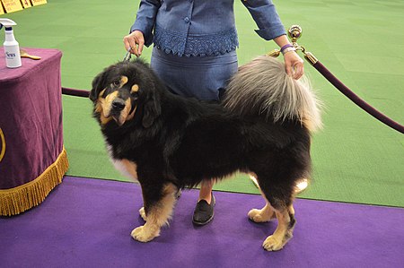 Tibetan Mastiff-10-GCH-Comancheria's Ciye Chiricahua Cochise (16558783846).jpg