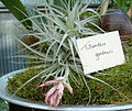 Tillandsia gardneri HabitusInflorescence Bln0906.jpg