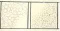 Medieval architect's plan of two muqarnas vaults, from the Topkapı Scroll