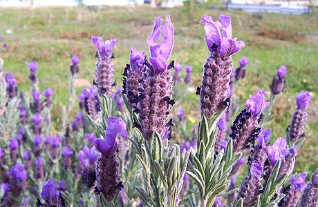 Lavandula stoechas