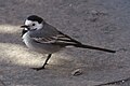 * Nomination Black-capped Chickadee on place du Capitole in Toulouse --PierreSelim 07:10, 24 February 2012 (UTC) A lot of noise in full resolution. --NorbertNagel 21:47, 24 February 2012 (UTC) * Withdrawn