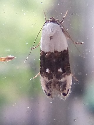 <i>Trachypepla amphileuca</i> Species of moth endemic to New Zealand