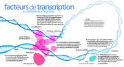 Vignette pour Facteur de transcription