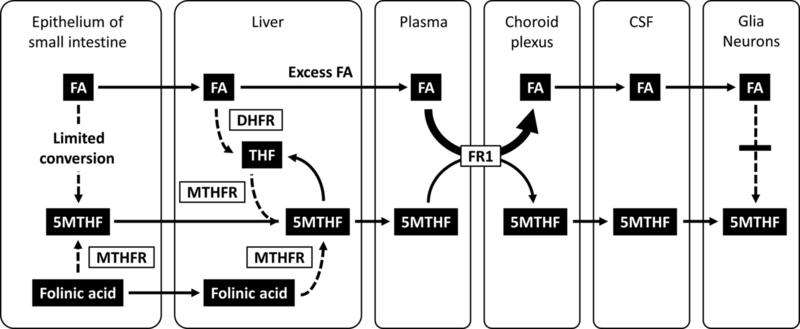 File:Transport of folate compounds from the intestine to the brain and competitive inhibition of 5-MTHF transport by folic acid.png