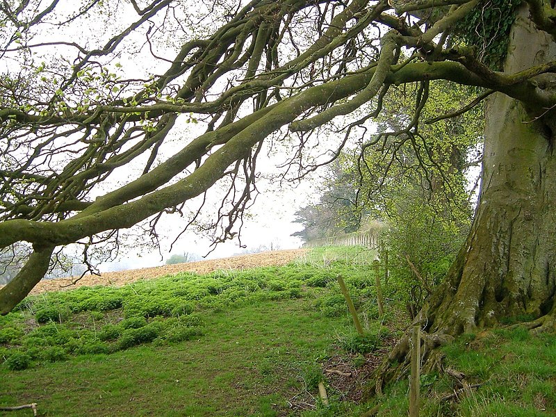 File:Trees on Pretwood Hill - geograph.org.uk - 3715501.jpg