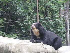 Tremarctos ornatus at Rio de Janeiro Zoo, Brazil