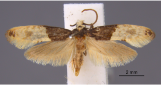 Carpet moth Species of moth