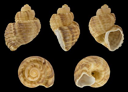 Trigonostoma semidisjunctum