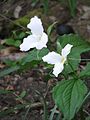 Trillium