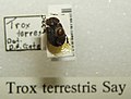 Trox terrestris